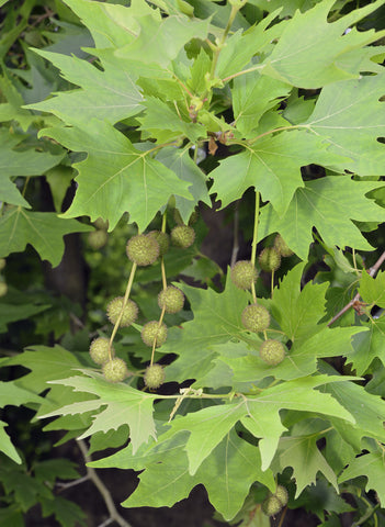 Platanus acerifolia (London Plane) seeds - RP Seeds