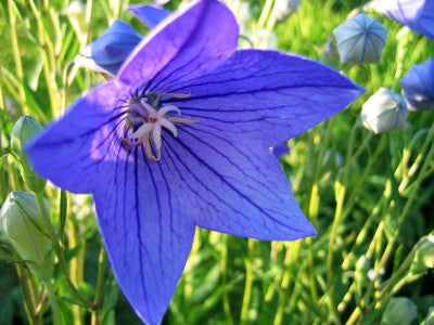 Platycodon grandiflorus Blue (Balloon Flower) seeds - RP Seeds