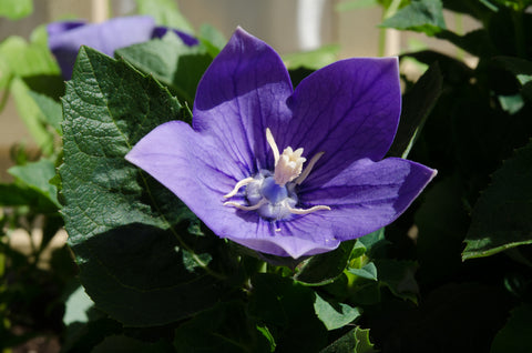 Platycodon grandiflorus Blue (Balloon Flower) seeds - RP Seeds