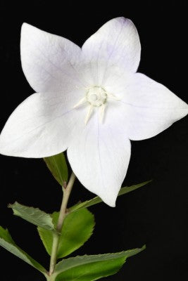 Platycodon grandiflorus White (Balloon Flower) seeds
