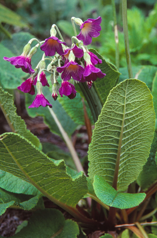 Primula alpicola seeds - RP Seeds