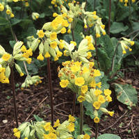 Primula veris (Cowslip) seeds - RP Seeds
