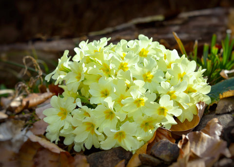 Primula vulgaris (Primrose) seeds - RP Seeds