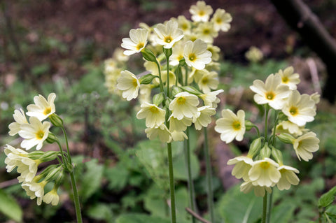 Primula elatior (Oxslip) seeds - RP Seeds