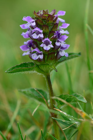 Prunella vulgaris (Selfheal) seeds - RP Seeds