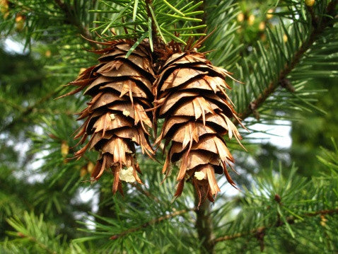 Pseudotsuga menziesii (Douglas Fir) seeds - RP Seeds