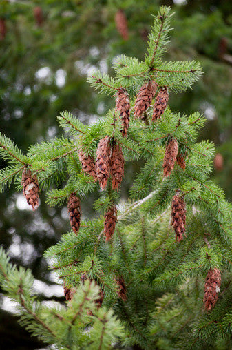 Pseudotsuga menziesii (Douglas Fir) seeds - RP Seeds