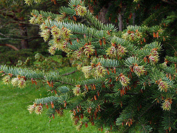 Pseudotsuga menziesii (Douglas Fir) seeds - RP Seeds