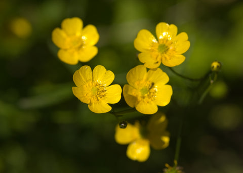 Ranunculus acris  (Meadow Buttercup) seeds