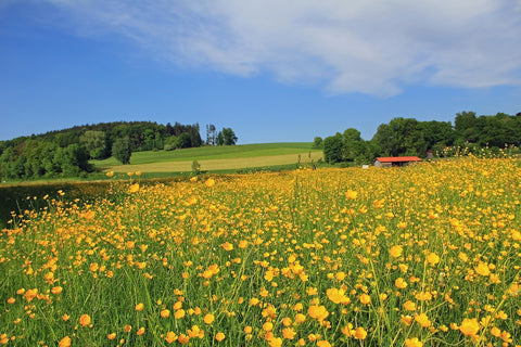 Ranunculus acris  (Meadow Buttercup) seeds