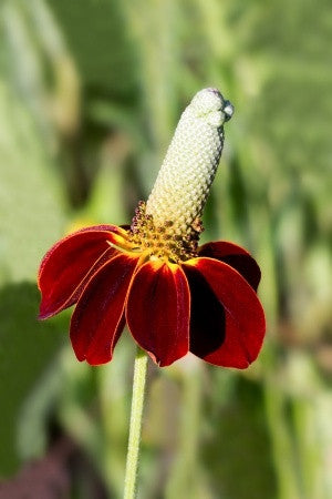 Ratibida columnifera (Mexican Hat) seeds - RP Seeds