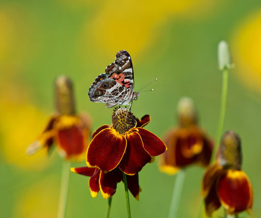 Ratibida columnifera (Mexican Hat) seeds - RP Seeds