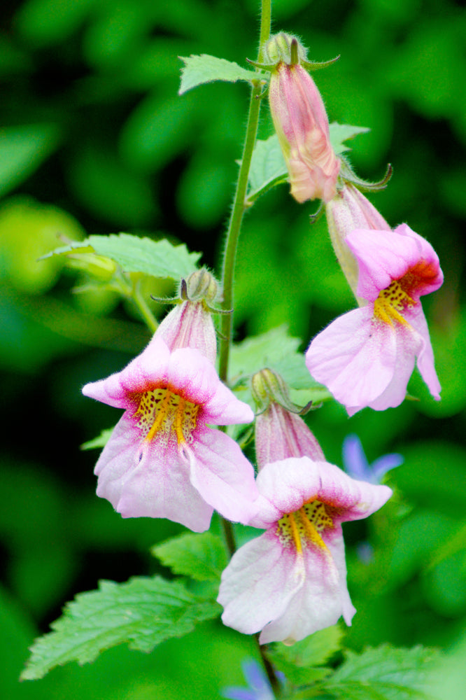 Rehmannia elata (Chinese Foxglove) seeds - RP Seeds