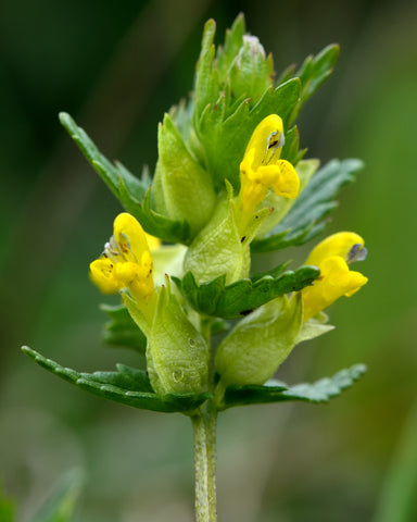 Rhinanthus minor  (Yellow Rattle) seeds - RP Seeds