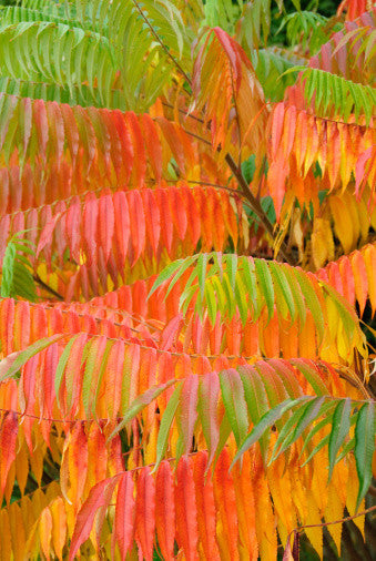 Rhus typhina (Stag's Horn Sumach) seeds - RP Seeds