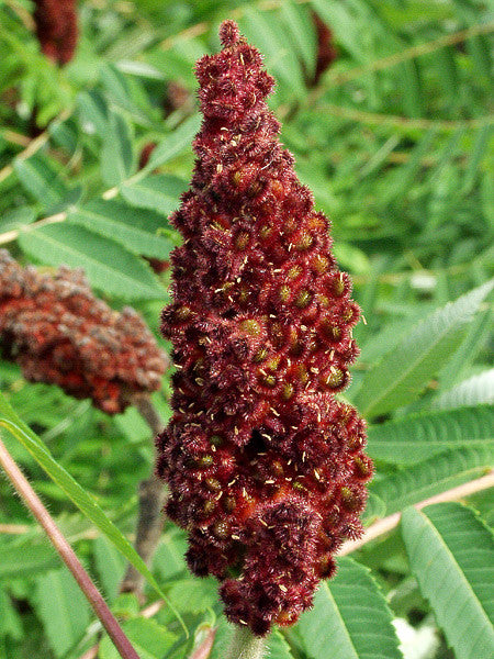 Rhus typhina (Stag's Horn Sumach) seeds - RP Seeds