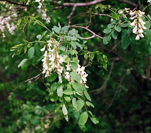 Robinia pseudoacacia (Black Locust) seeds - RP Seeds