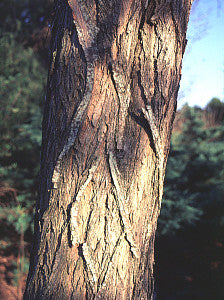 Robinia pseudoacacia (Black Locust) seeds - RP Seeds