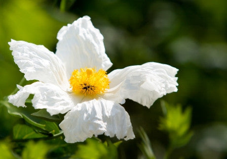 Romneya coulteri (California Tree Poppy) seeds - RP Seeds