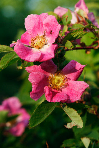 Rosa canina (Dog/Wild Rose) seeds - RP Seeds