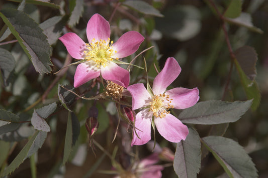 Rosa rubrifolia (Shrub/Dog Leaved Rose) seeds - RP Seeds