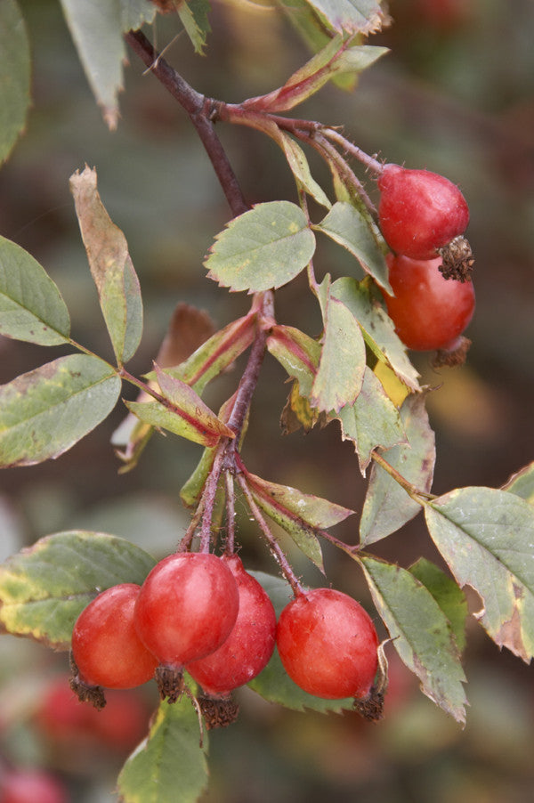 Rosa rubrifolia (Shrub/Dog Leaved Rose) seeds - RP Seeds