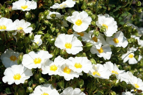 Rosa multiflora (Japanese Rose) seeds - RP Seeds