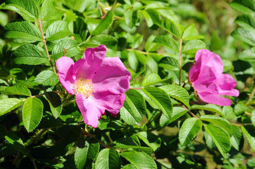 Rosa rugosa (Ramaras Rose) seeds - RP Seeds