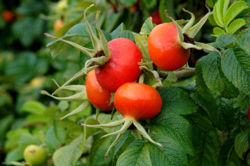 Rosa rugosa (Ramaras Rose) seeds - RP Seeds