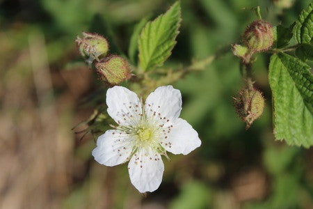 Rubus fruticosus (Blackberry) seeds - RP Seeds