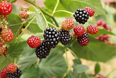 Rubus fruticosus (Blackberry) seeds - RP Seeds