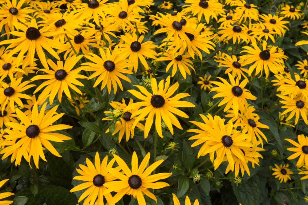 Rudbeckia fulgida Goldsturm (Coneflower) seeds - RP Seeds