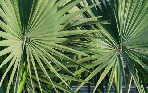 Sabal minor (Dwarf Palmetto Palm) seeds - RP Seeds