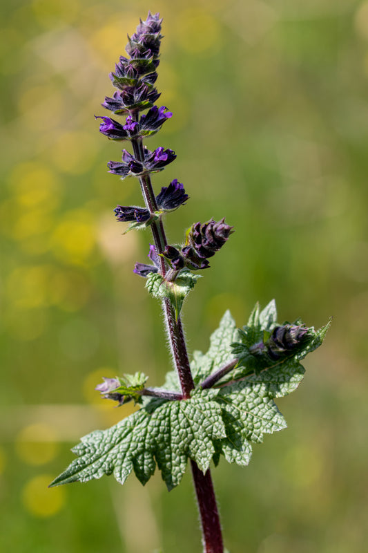 Salvia verbenaca (Wild Clary) seeds