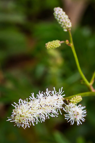 Sanguisorba tenuifolia alba (Japanese Burnet) seeds - RP Seeds