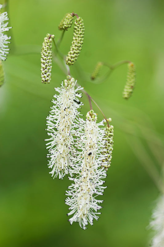 Sanguisorba tenuifolia alba (Japanese Burnet) seeds - RP Seeds