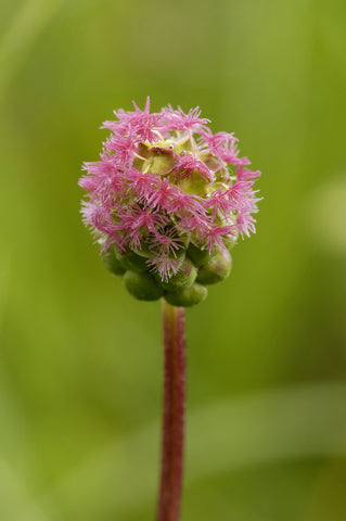 Sanguisorba minor  (Salad Burnet) seeds