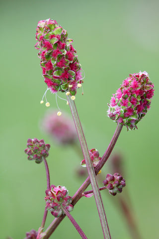 Sanguisorba minor  (Salad Burnet) seeds