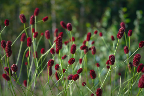 Sanguisorba officinalis (Great Burnet) seeds - RP Seeds