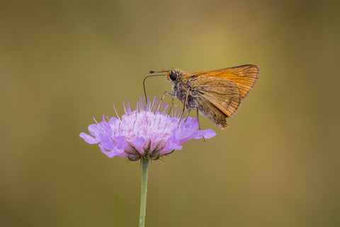 cabiosa columbaria (Small Scabious) seeds - RP Seeds