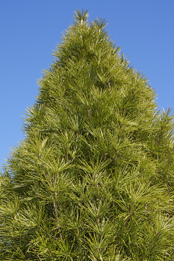 Sciadopitys verticillata (Japanese Umbrella Pine) seeds - RP Seeds