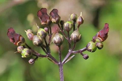 Scrophularia auriculata (Water Figwort) seeds
