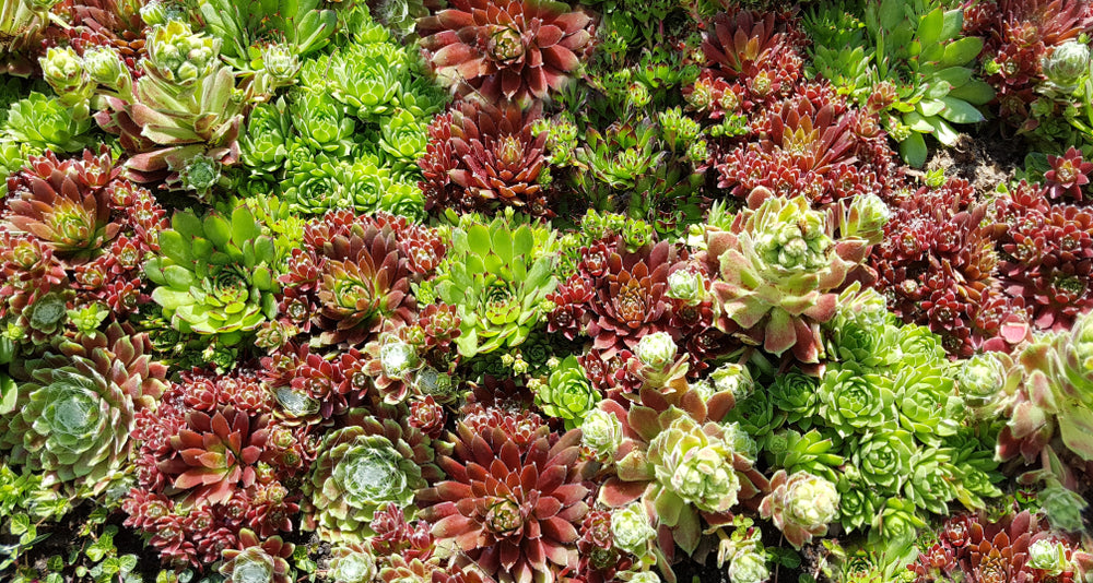 Sempervivum Hybrids (Houseleek) seeds - RP Seeds