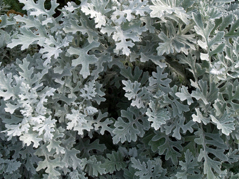 Senecio cineraria Silver Dust seeds - RP Seeds