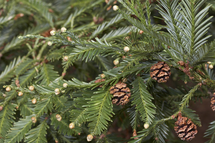 Sequoia sempervirens (Coast Redwood) seeds - RP Seeds