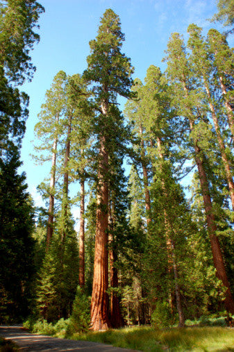 Sequoiadendron giganteum (Giant Sequoia) seeds - RP Seeds