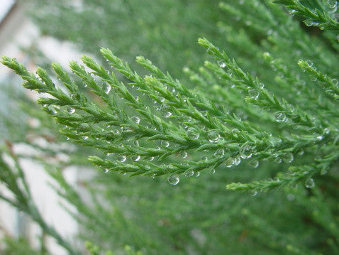 Sequoiadendron giganteum (Giant Sequoia) seeds - RP Seeds
