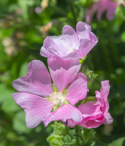 Sidalcea malviflora Starks Hybrids (Prairie Mallow) seeds - RP Seeds