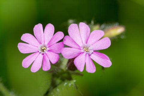 Silene dioica  (Red Campion) seeds - RP Seeds