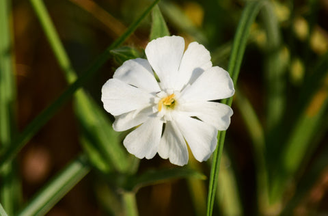 Silene latifolia  (White Campion) seeds - RP Seeds